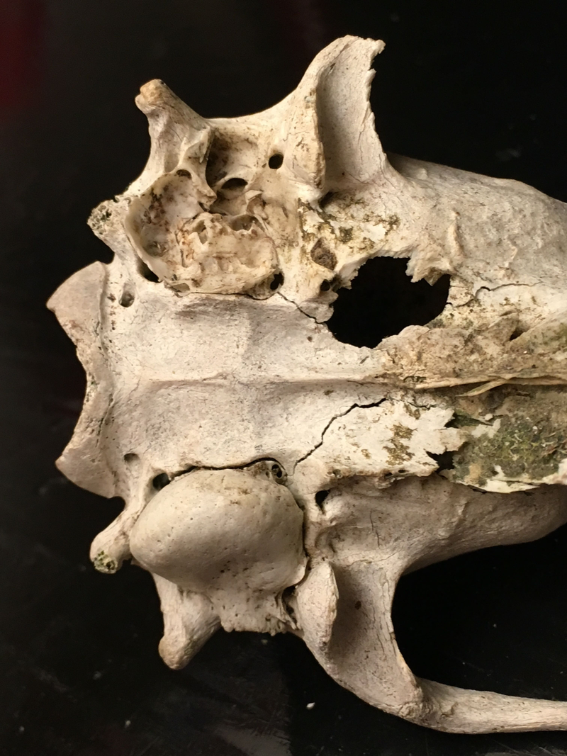 Ear details from unidentified woods find.